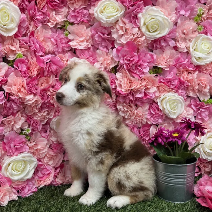 Male Miniature Australian Shepherd Puppy for Sale in Braintree, MA