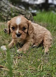 car_main_img_/media/ap_media/pets/CAFQDQBUZESN188786.webp.250x250_q85.webp
