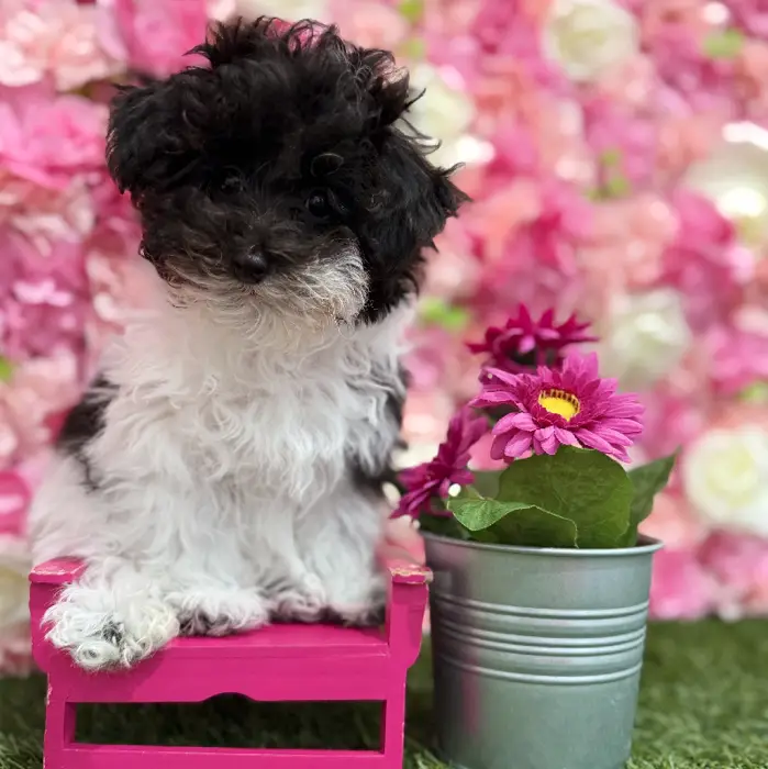 Female Bichon-Poodle 2nd Gen Puppy for Sale in Saugus, MA