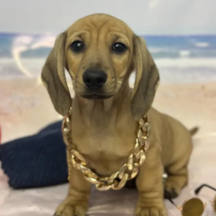 Male Dachshund Puppy for Sale in Saugus, MA