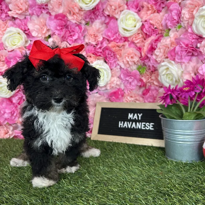 Female Havanese puppy named May for sale at Pet Express Braintree.