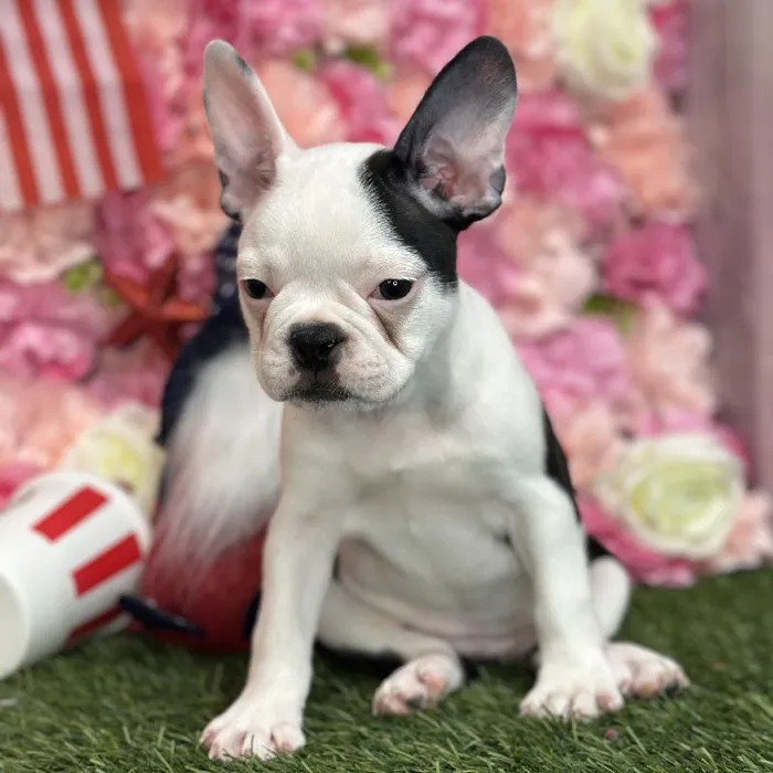 Female Froston Puppy for Sale in Saugus, MA