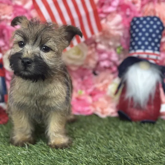 Male Cairn Terrier Puppy for Sale in Saugus, MA
