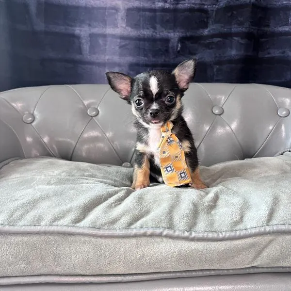 Male Chihuahua puppy named Dino for sale at Pet Express Braintree.