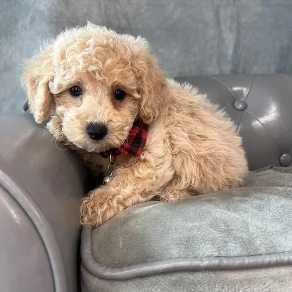 Male Poodle (Mini) puppy named Zucchini for sale at Pet Express Saugus.