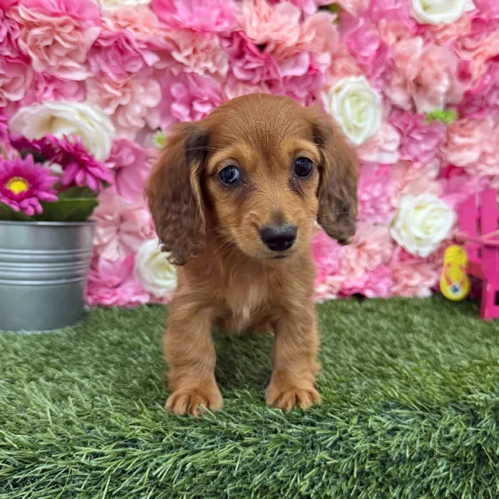 Female Dachshund Puppy for Sale in Braintree, MA