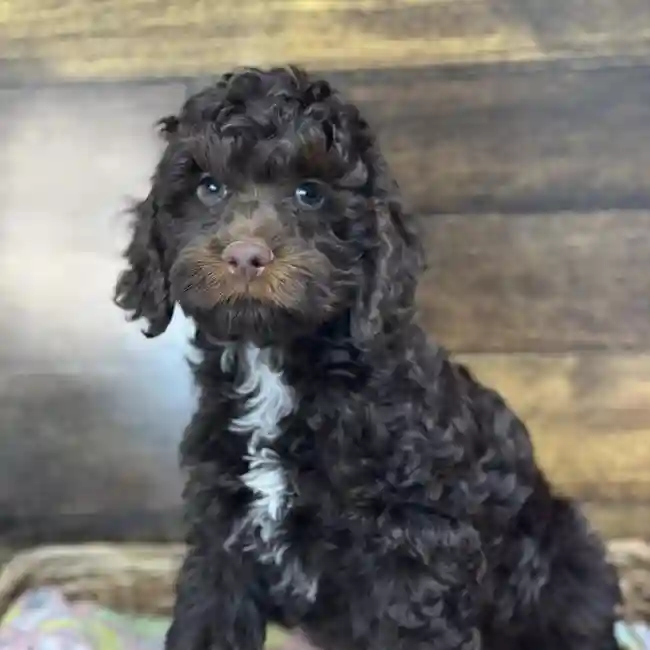 Male Cockapoo Puppy for Sale in Saugus, MA