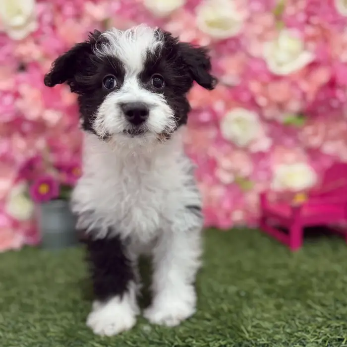 Female Aussiechon Puppy for Sale in Braintree, MA