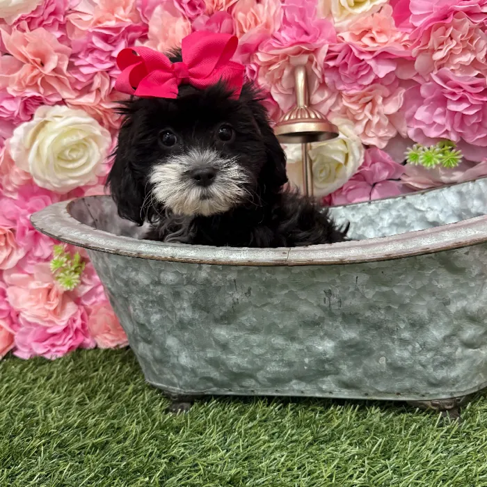 Female Lhasa-Poo Puppy for Sale in Braintree, MA