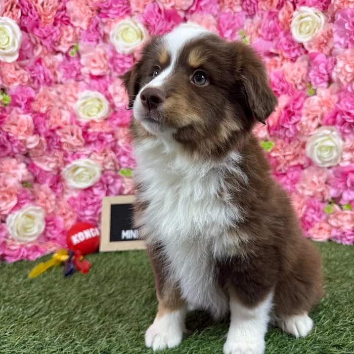 Male Miniature Australian Shepherd puppy named Jet for sale at Pet Express Braintree.