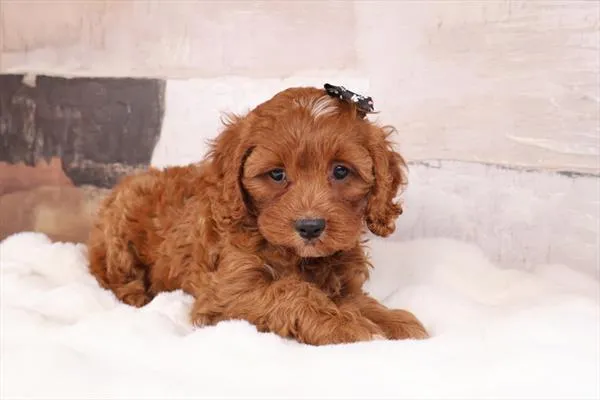 Female Cavapoo puppy named Roja for sale at Pet Express Saugus.