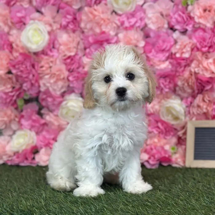 Female Cavachon puppy named Gallina for sale at Pet Express Saugus.