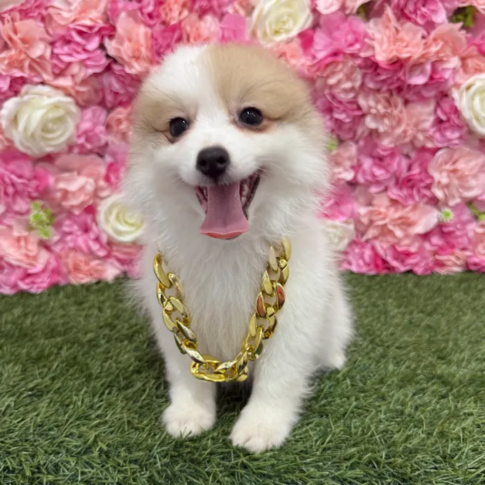 Male Pomimo Puppy for Sale in Braintree, MA