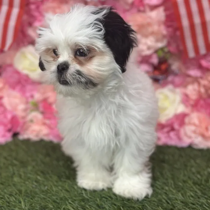Male Malshi Puppy for Sale in Saugus, MA