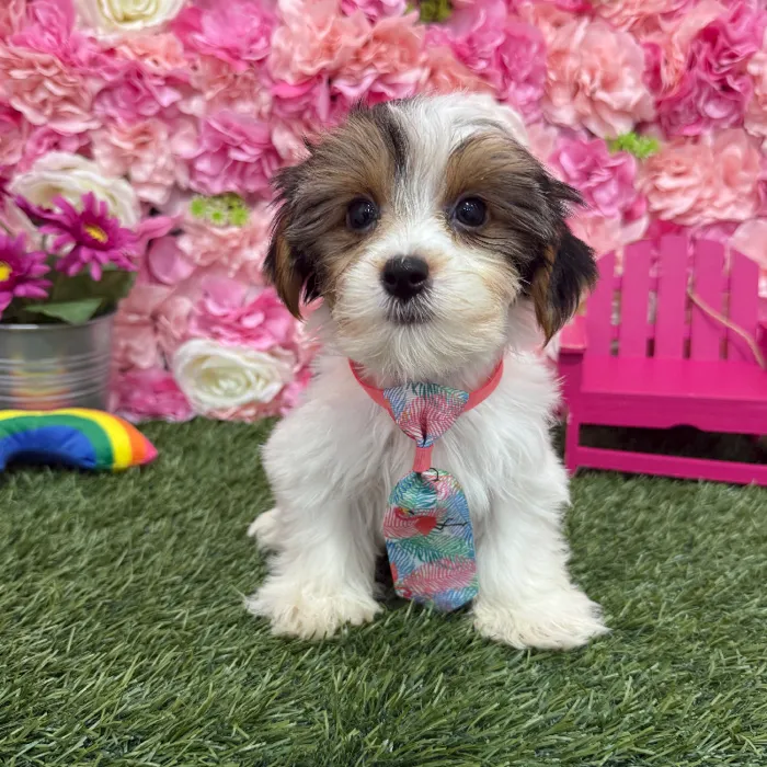 Male Yorkshire Terrier Puppy for Sale in Braintree, MA