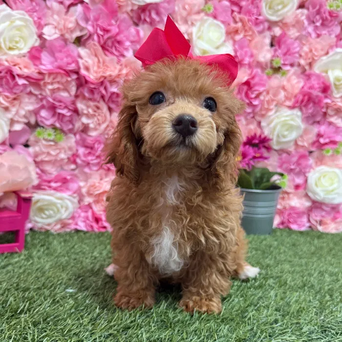 Female Poodle Toy Puppy for Sale in Braintree, MA