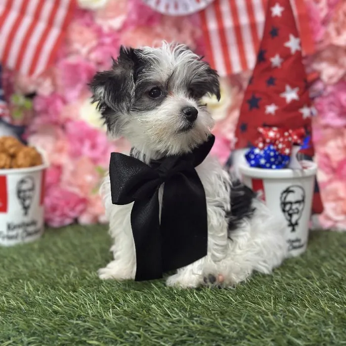 Male Morkie Puppy for Sale in Saugus, MA