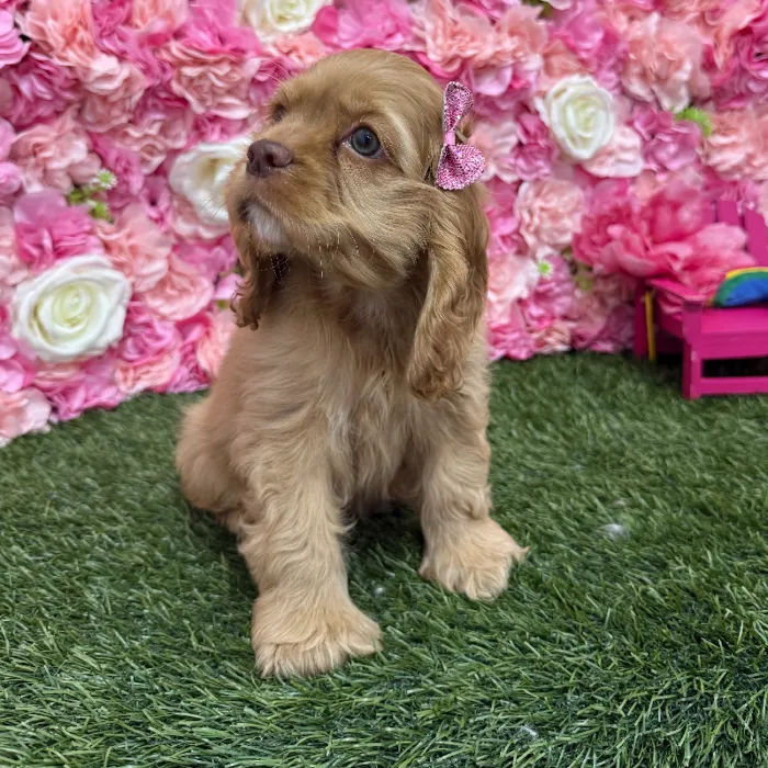 Female Cocker Spaniel Puppy for Sale in Braintree, MA