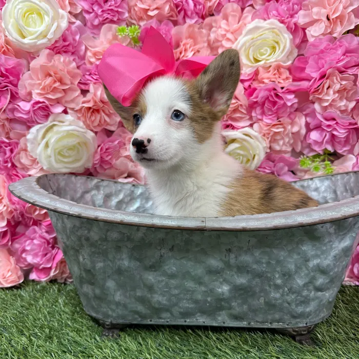Female Pembroke Welsh Corgi puppy named Arizona for sale at Pet Express Braintree.