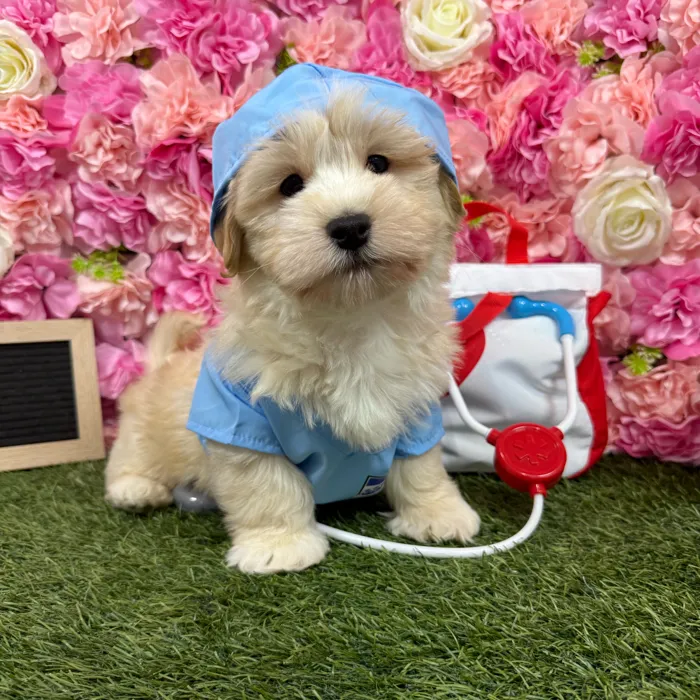 Male Havanese puppy named Jackson for sale at Pet Express Braintree.