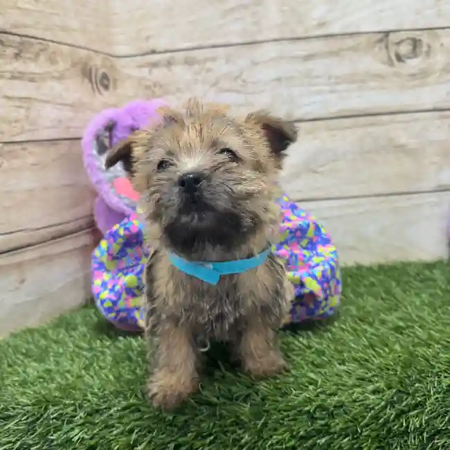 Female Cairn Terrier Puppy for Sale in Braintree, MA