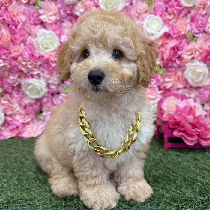 Male Mini Goldendoodle F1BB Puppy for Sale in Braintree, MA
