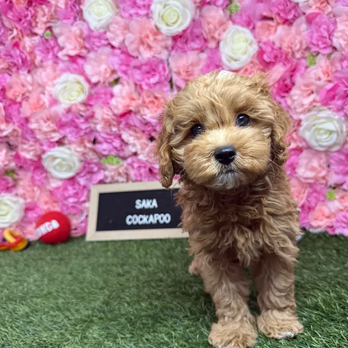 Female Cockapoo 2Nd Gen puppy named Saka for sale at Pet Express Braintree.