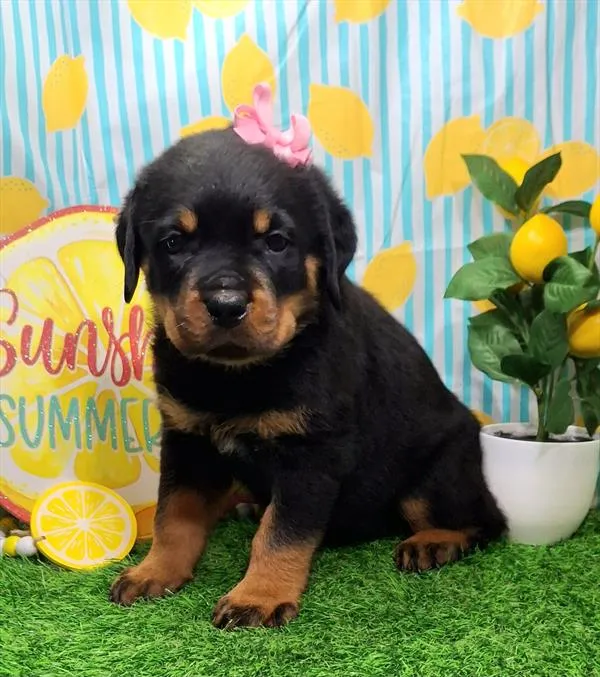 Female Rottweiler puppy named Lambchop for sale at Pet Express Braintree.