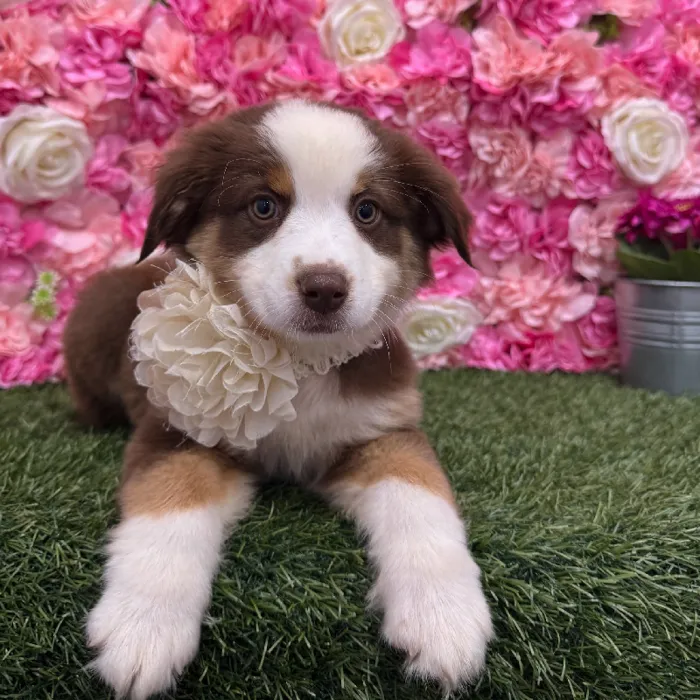 Female Miniature Australian Shepherd Puppy for Sale in Braintree, MA