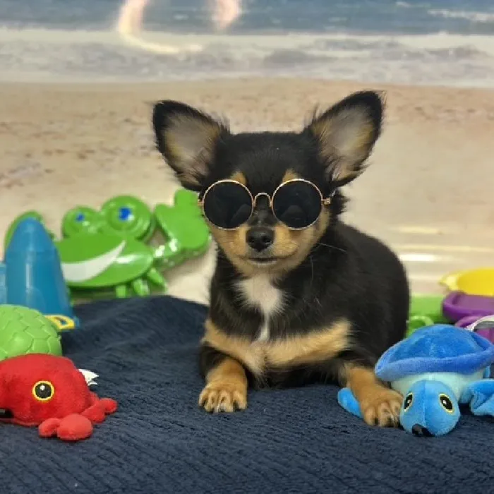 Male Chihuahua Puppy for Sale in Saugus, MA