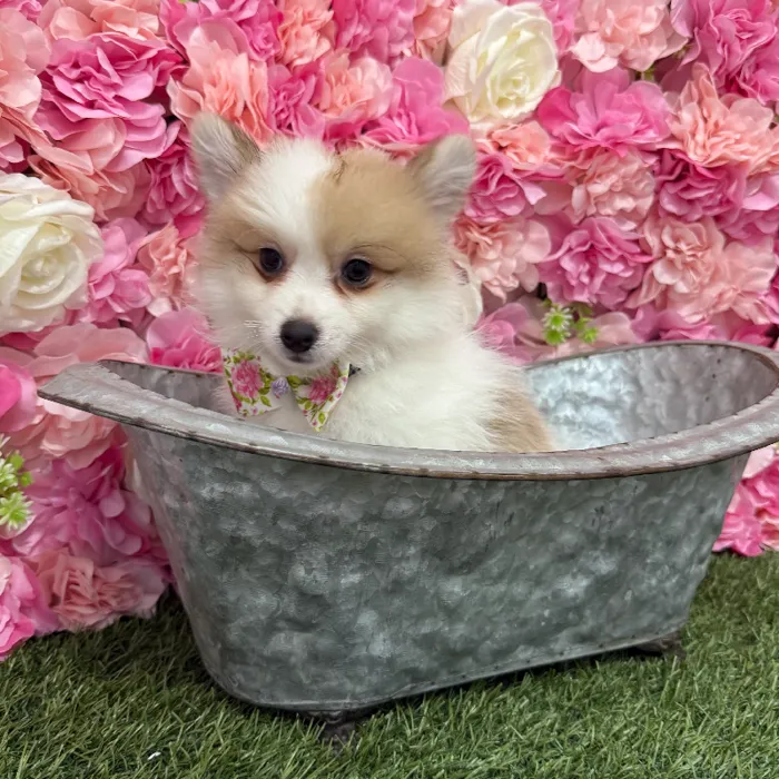 Male Pomimo Puppy for Sale in Braintree, MA