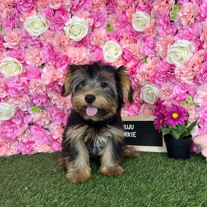 Male Yorkshire Terrier puppy named Juju for sale at Pet Express Braintree.