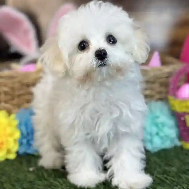 Female Bichon-Poodle 2nd Gen Puppy for Sale in Saugus, MA