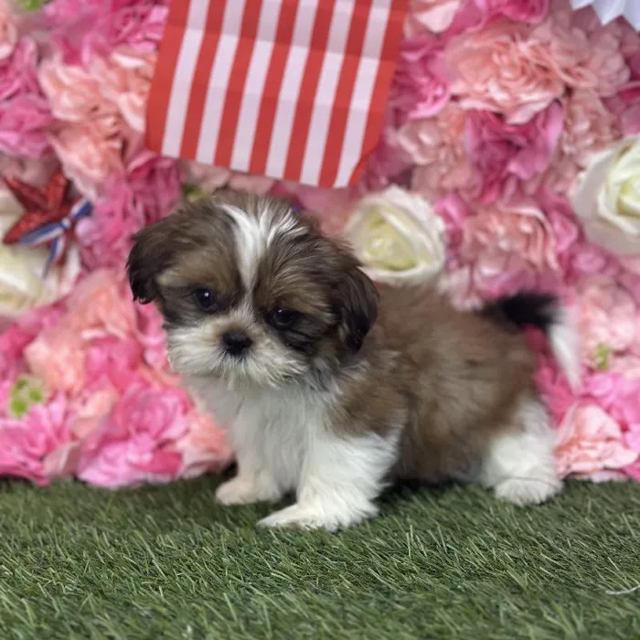 Female Shih Tzu Puppy for Sale in Saugus, MA
