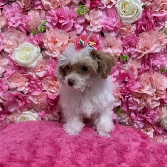 Female Poodle Toy Puppy for Sale in Saugus, MA