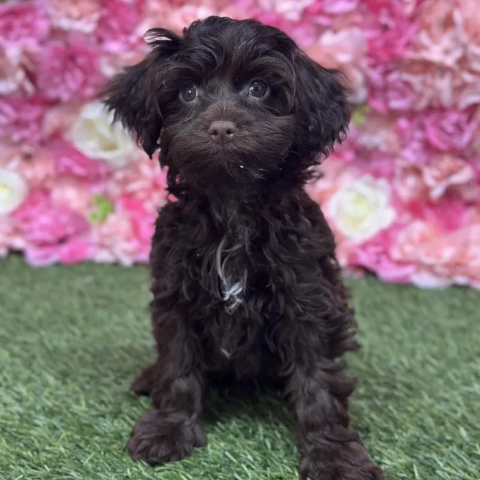 Male Havapoo Puppy for Sale in Saugus, MA