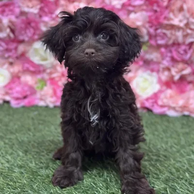 Male Havapoo Puppy for Sale in Saugus, MA