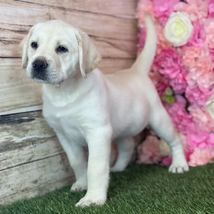 Female Labrador Retriever puppy named Luna for sale at Pet Express Saugus.