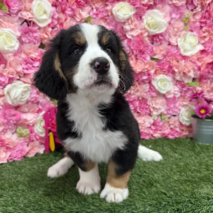 Male Mini Bernedoodle 2nd Gen Puppy for Sale in Braintree, MA
