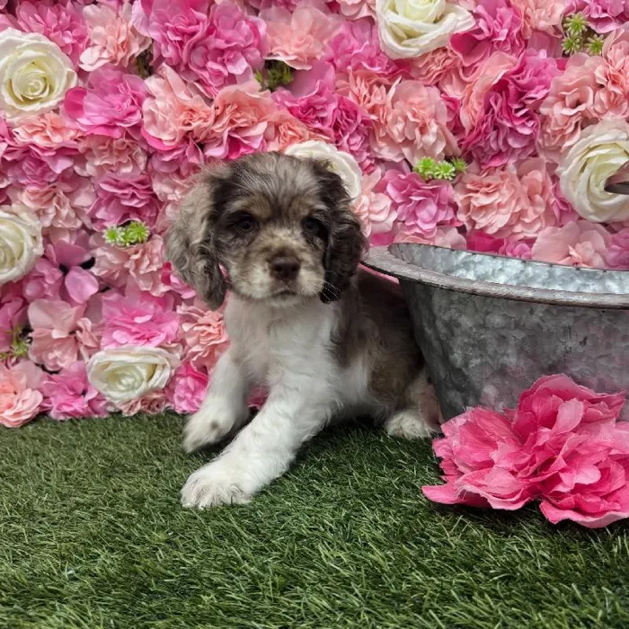Female Cocker Spaniel Puppy for Sale in Braintree, MA