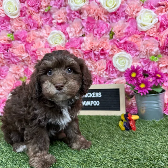 Male Havapoo puppy named Snickers for sale at Pet Express Braintree.