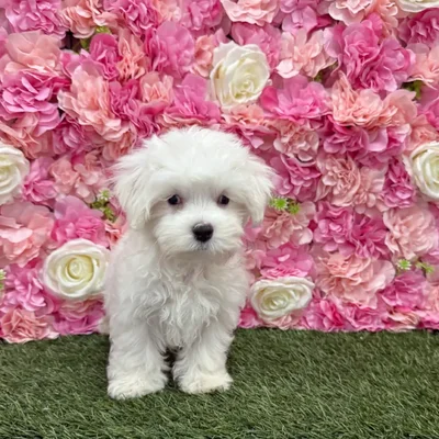 Male Maltese Puppy for Sale in Braintree, MA