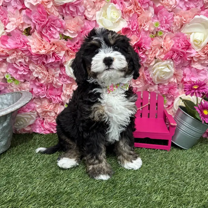 Male Mini Bernedoodle 2nd Gen Puppy for Sale in Braintree, MA