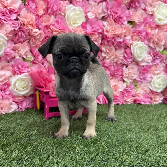 Female Pug Puppy for Sale in Braintree, MA