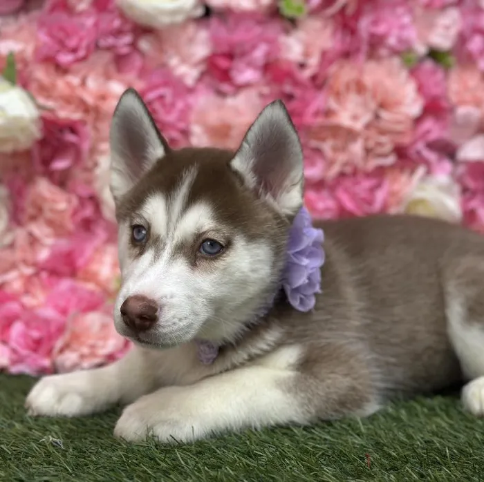 Female Siberian Husky Puppy for Sale in Saugus, MA