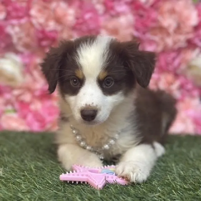 Female Australian Shepherd Puppy for Sale in Saugus, MA