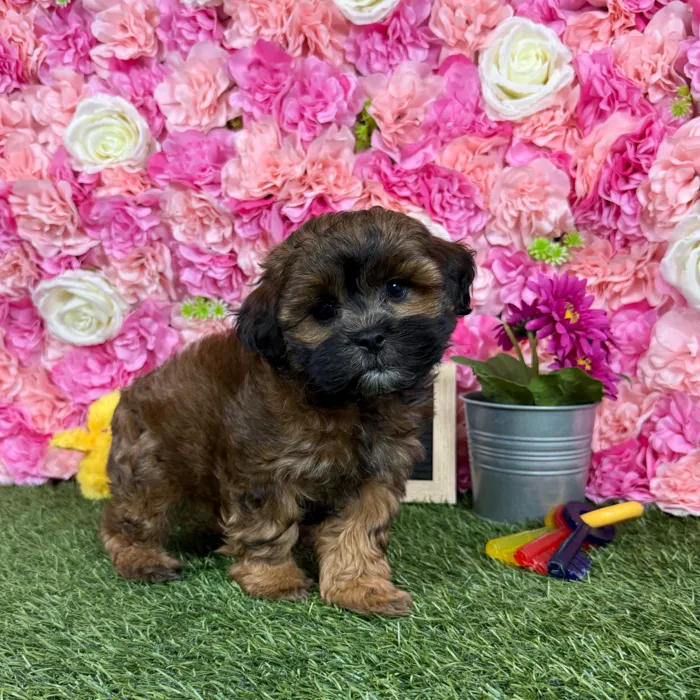 Male Shih-Poo puppy named Reese for sale at Pet Express Braintree.