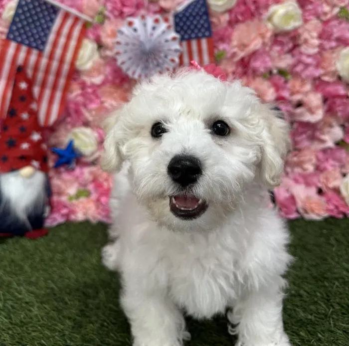 Female Bichon Frise Puppy for Sale in Saugus, MA