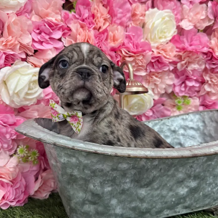 Male Bugg Puppy for Sale in Braintree, MA