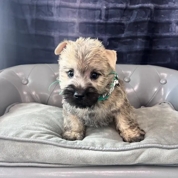 Male Cairn Terrier puppy named Bruno for sale at Pet Express Braintree.
